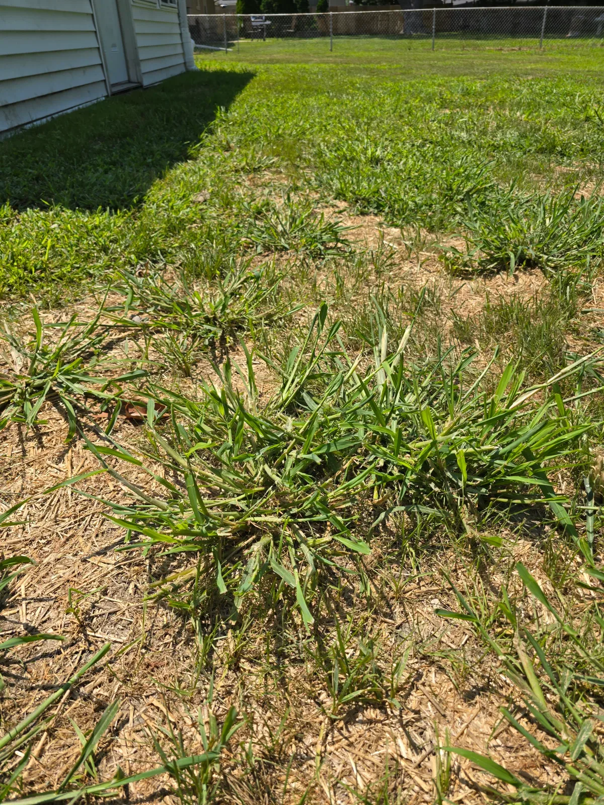 Close-up of crabgrass with wide pale blades spreading outward in a crab-like pattern among darker lawn grass